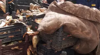 Elazığ'da Kaçak Avlanan 700 Kilogram Balık Ele Geçirildi