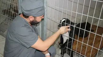 Proteo İsimli Rehabilitasyon Merkezi'nde 3 Binden Fazla Hayvan Tedavi Edildi