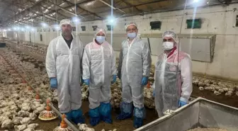Erzincan'da Kanatlı Hayvan Sektöründe Hareketlilik Devam Ediyor