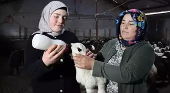 Erzincan'da Küçükbaş Hayvancılıkta Büyük Artış