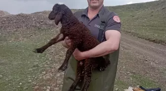 Palandöken'de Bataklıkta Mahsur Kalan Koyun İtfaiye Ekipleri Tarafından Kurtarıldı