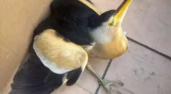 Balaban Kuşu Koruma Altına Alındı