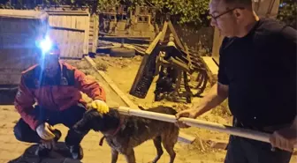 Gömeç'te Su Dolu Havuzdan Kurtarılan Köpek Sağlığına Kavuştu