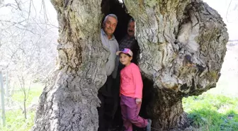 Hakkari'nin Durankaya Beldesinde İlginç Ceviz Ağacı