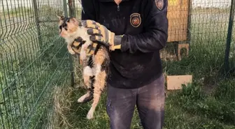 İskenderun'da Bina Boşluğuna Düşen Kedi İtfaiye Ekiplerince Kurtarıldı