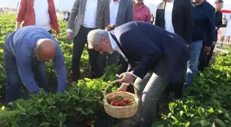 Hatay'da Depremzede Üreticilere Çilek Hasadı Kutlandı