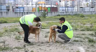 İskenderun'da Yeni Hayvan Barınağı Projesi