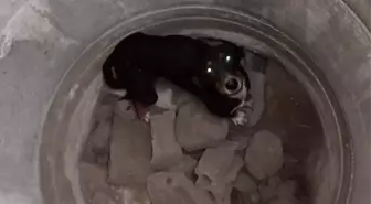 Erzin'de Mahsur Kalan Köpek İtfaiye Ekipleri Tarafından Kurtarıldı