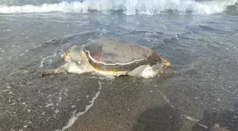 Samandağ'da Ölü Caretta Caretta Bulundu