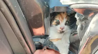 İskenderun'da Kedi Yavrusunu İtfaiye Kurtardı
