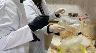 Hocalar'da Kadınlara Yönelik Mantar Yetiştiriciliği Kursu Düzenlendi