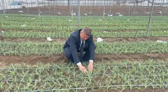Isparta'da Karanfil Üretimi Ekonomiyi Canlandırıyor