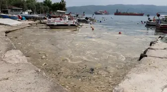 Körfez'deki Balıkçı Barınağında Temizlik Çalışması Başlatıldı