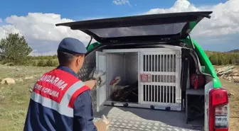 Karaman'da Yaralı Leylek Jandarma Tarafından Kurtarıldı