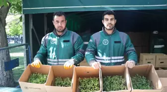 Kayseri'de 550 Bin Organik Domates Fidesi Dağıtıldı