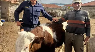 Kırşehir'de Kaybolan Büyükbaş Hayvan Jandarma Tarafından Bulundu