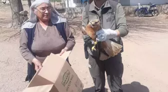 Yaralı Kızıl Şahin Tedavi Altına Alındı