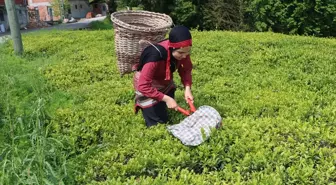 İki Şehir, Tek Ruh: İmam Hatip Öğrencileri Trabzon'da Çay Hasadı Deneyimi Yaşadı