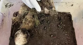 Kumluca'da Orman Zararlılarıyla Biyolojik Mücadele Başlatıldı