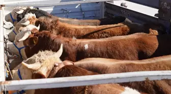 Kurban Bayramı Öncesi Veteriner Denetimleri Yoğunlaşıyor