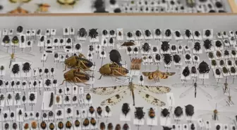 Literatüre kazandırdığı böceklere kendisinin, eşinin ve çocuklarının adını verdi