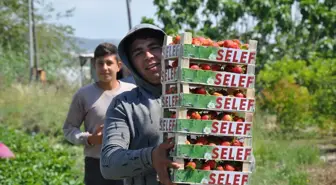 Silifke Çileği Hasadı Devam Ediyor