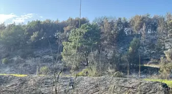 Muğla'da Tarım Arazisinde Çıkan Yangın Kontrol Altına Alındı