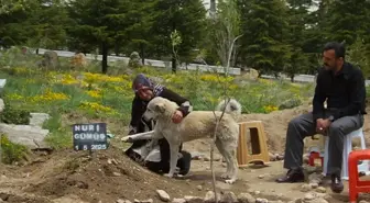 Sadık Köpek 'Garip', Sahibinin Mezarı Başında Bekliyor