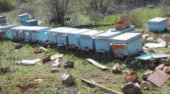 Saimbeyli'de Ayı Arı Kovanlarını Parçaladı