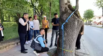 Sakarya Büyükşehir Belediyesi, Ağaç Sağlığını Teknolojiyle Kontrol Edecek