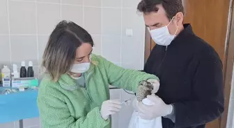 Görme Sorunu Yaşayan Atmaca Tedavi Ediliyor