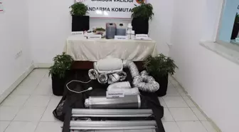 Samsun'da İklimlendirme Sistemiyle Kenevir Yetiştiren Zanlı Gözaltına Alındı