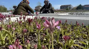 Samsun'da Salep Orkidesi Üretimi Hızla Artıyor