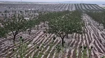 Şanlıurfa'da Dolu Felaketi Tarım Alanlarını Vurdu