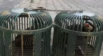 Şırnak'ta Kınalı Keklik Taşıyan Sürücüye Ceza