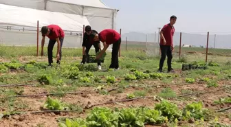 Silopi'de Öğrenciler Tarım Projesi ile İlk Hasadı Gerçekleştirdi