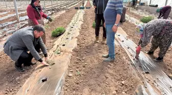 Sivas'ın Suşehri'nde 10 Bin Domates Fidesi Dikildi