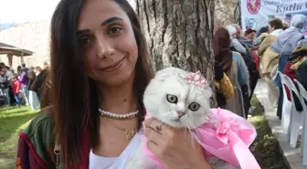 Tokat'ta Kedi Güzellik Yarışması Düzenlendi