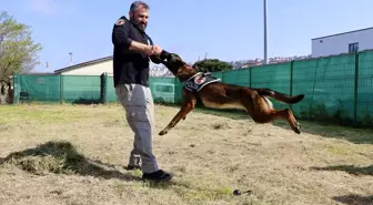 Trabzon'un Narkotik Dedektör Köpekleri Maya ve Liya, Uyuşturucu Operasyonlarında Başarı Elde Etti