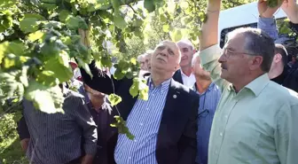 Zirai Don Fındık Bahçelerini Vurdu: Çiftçiler Zor Durumda