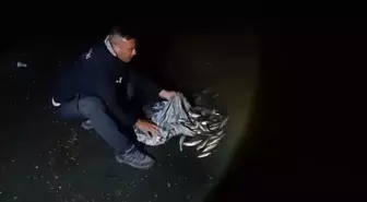 Van'da Kaçak İnci Kefali Avına 59 Bin Lira Ceza