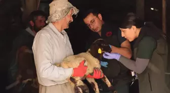 Hakkari'de Hayvan Sağlığı İçin Birlikte Mücadele Eden Konyalı Çift