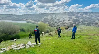 Yozgat'ta Kaybolan 10 Büyükbaş Hayvan Bulundu