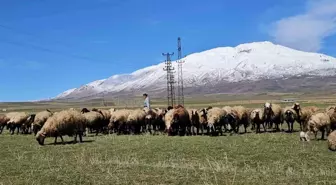 Adilcevaz'da Hava Isındı, Besiciler Rahat Nefes Aldı