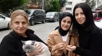 Kayıp Kedi 'Badem' 10 Günün Ardından Bulundu