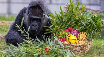 Dünyanın En Yaşlı Dişi Gorili Fatou, 68 Yaşına Bastı