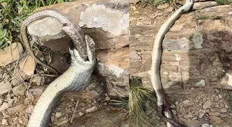 Ceylanlı Köyü'nde Bir Yılan Diğerini Yedi