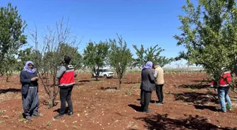 Şanlıurfa'da Tarımsal Zarar Tespit Çalışmaları Başladı