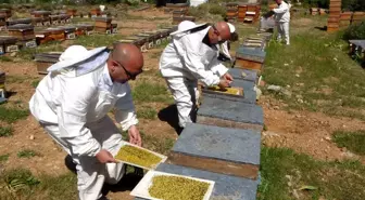 Mersin'de Polen Hasadı Başladı, Fiyatı 1300 TL