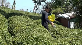 2025 Çay Sezonu İçin Hazırlıklar Tamamlandı